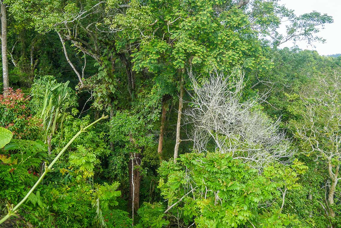 Jungle bij Penang Hill