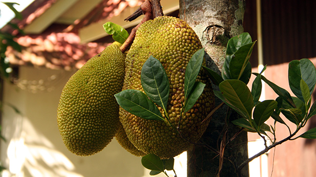 fruit-in-maleisie-1