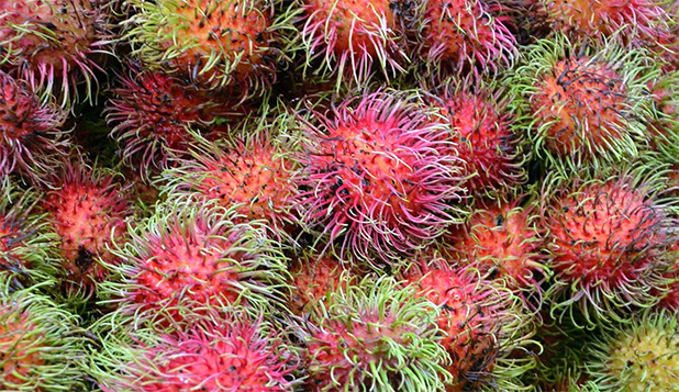 fruit-in-maleisie-3