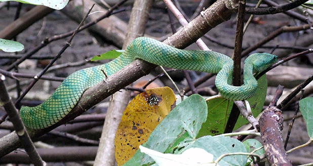 slangen-in-maleisie-3