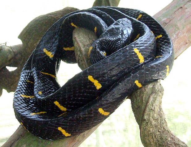 slangen-in-maleisie-4