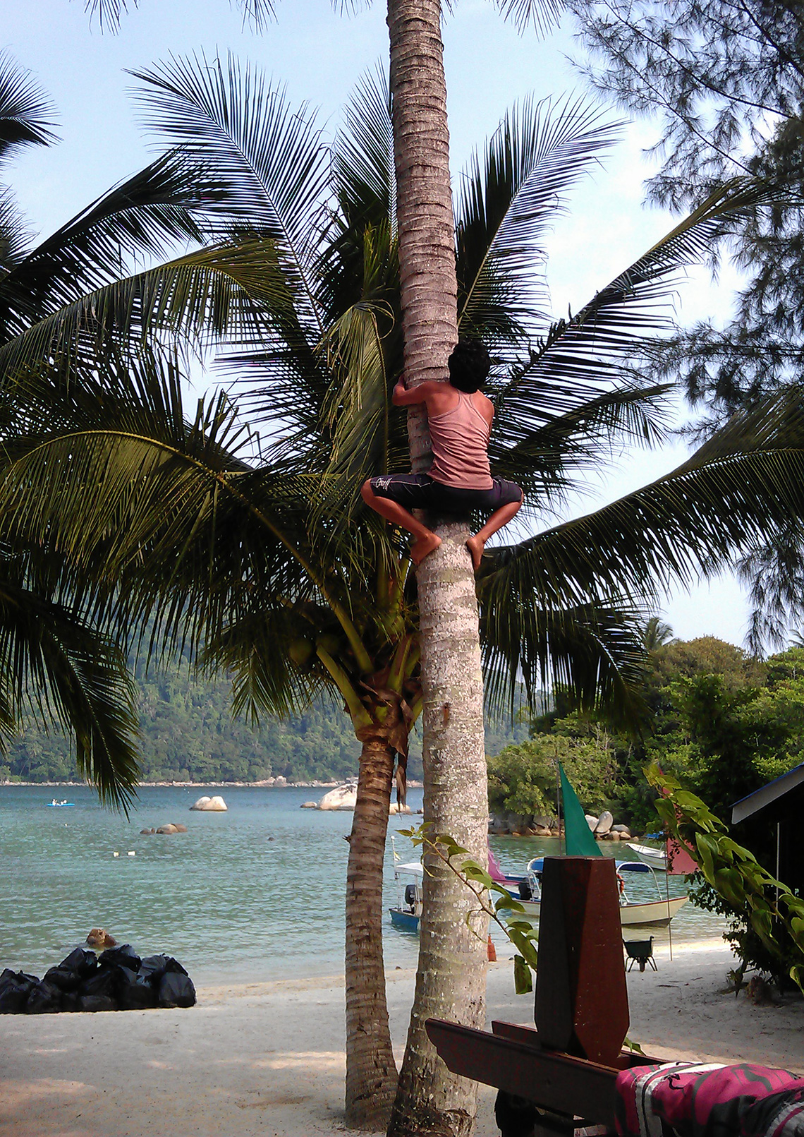 kokosnoten-plukken-op-perhentian