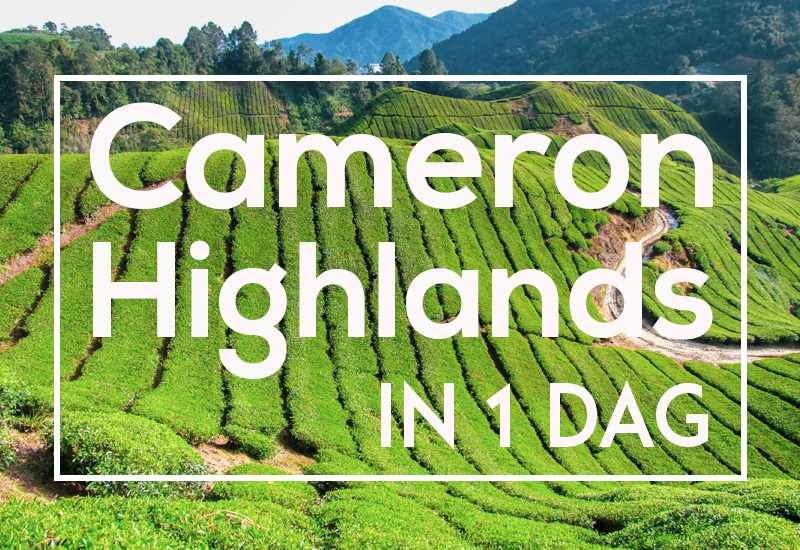 Cameron Highlands dagtour