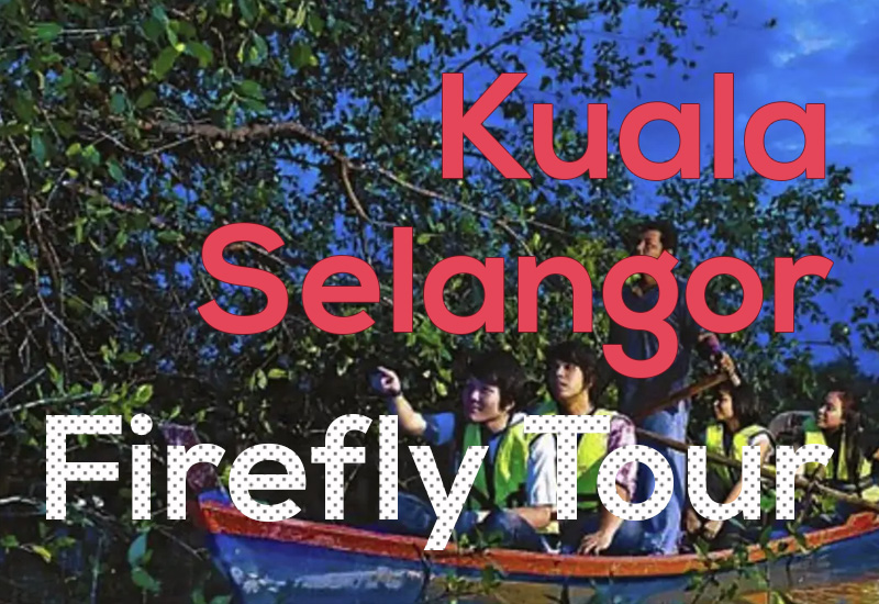 Kuala Selangor Firefly Tour