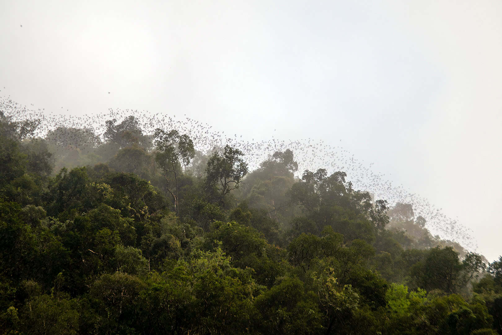 Bat Exodus Mulu NP Bat Exodus Mulu NP