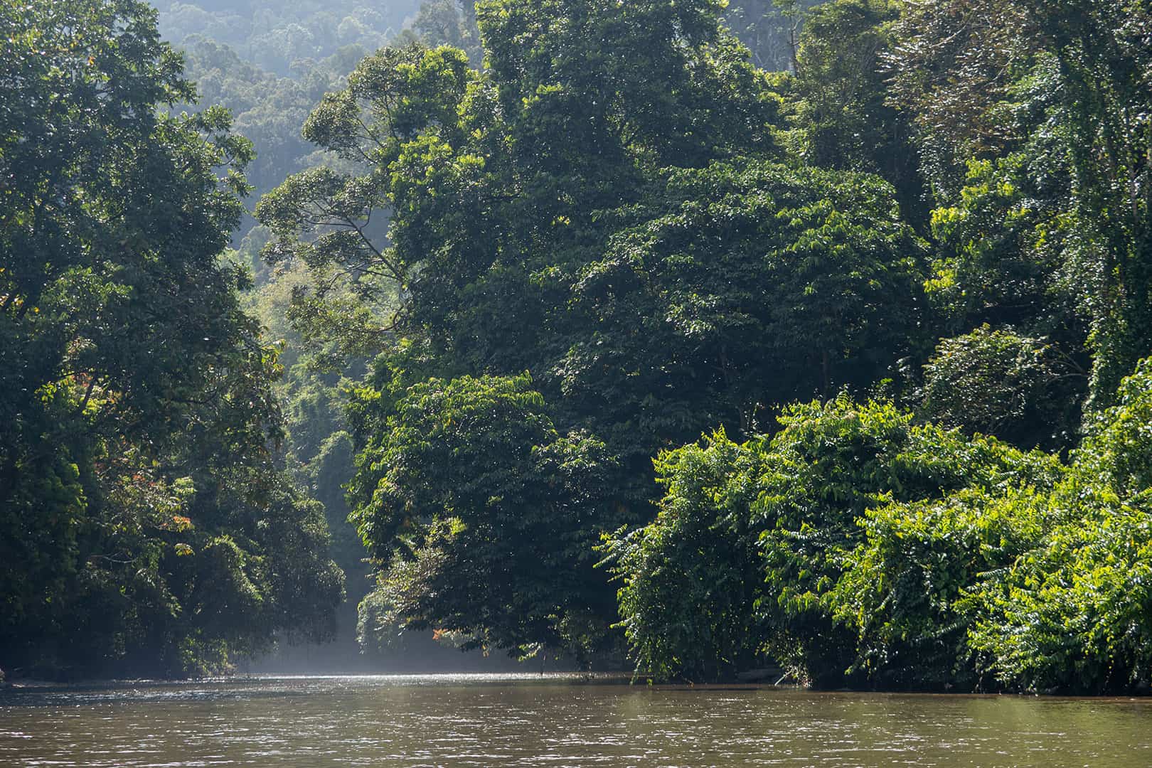 Schitterende jungles rond Mulu NP Schitterende jungles rond Mulu NP