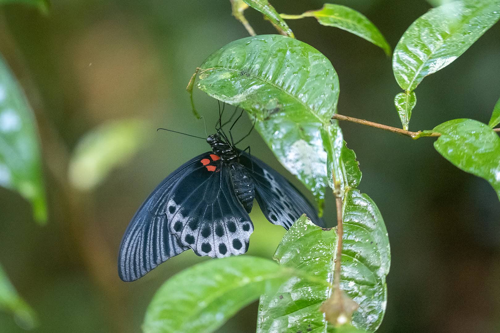 Vlinder in Mulu Vlinder in Mulu