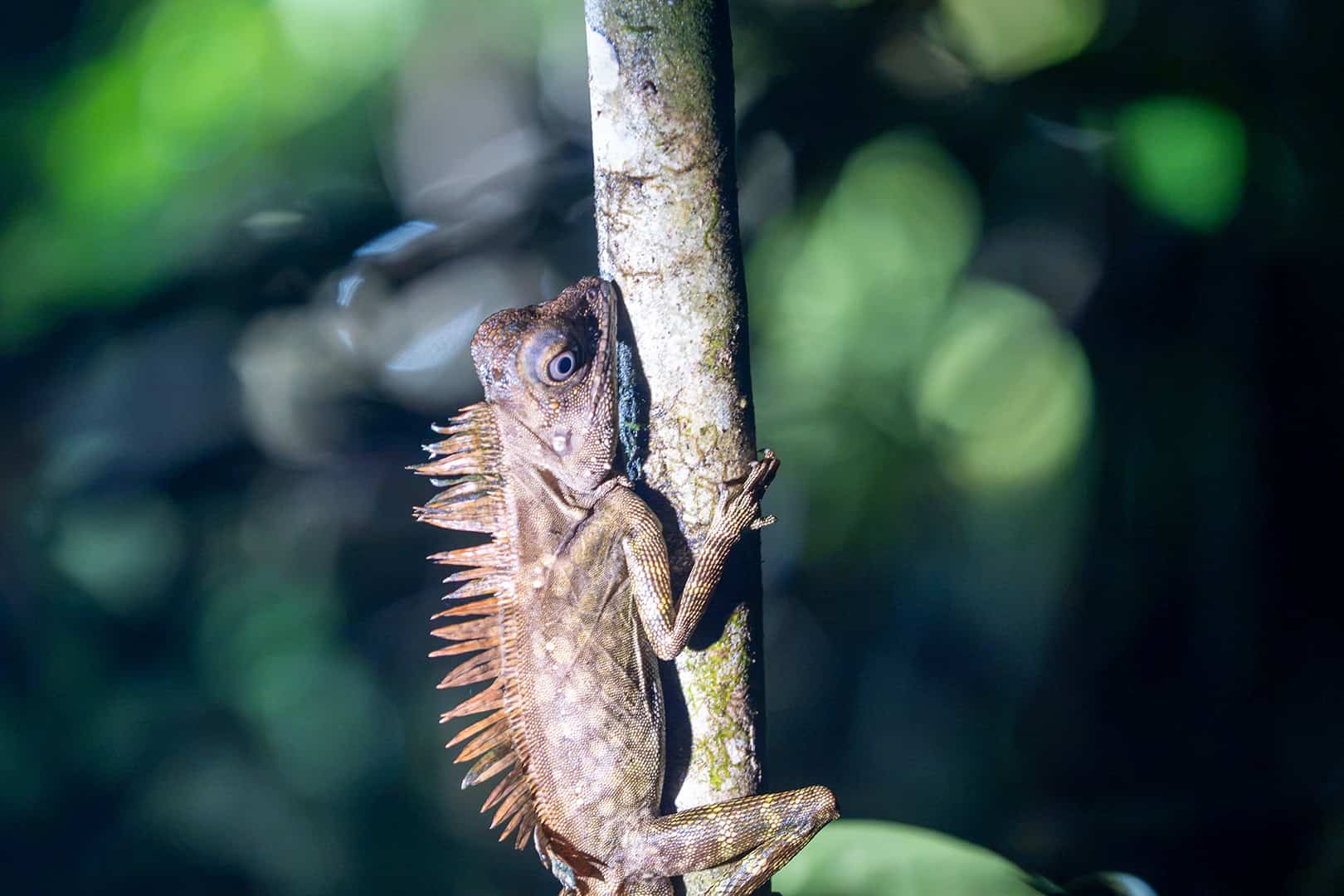 Hagedis Mulu NP Hagedis Mulu NP