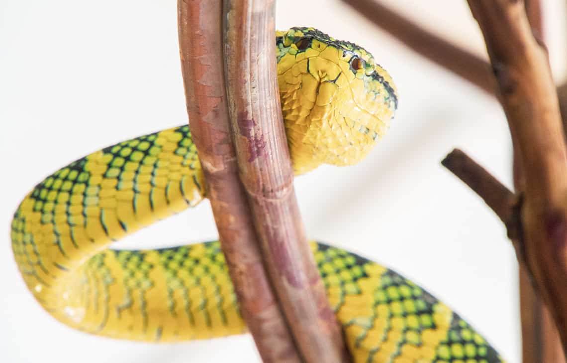 Snake Temple Penang