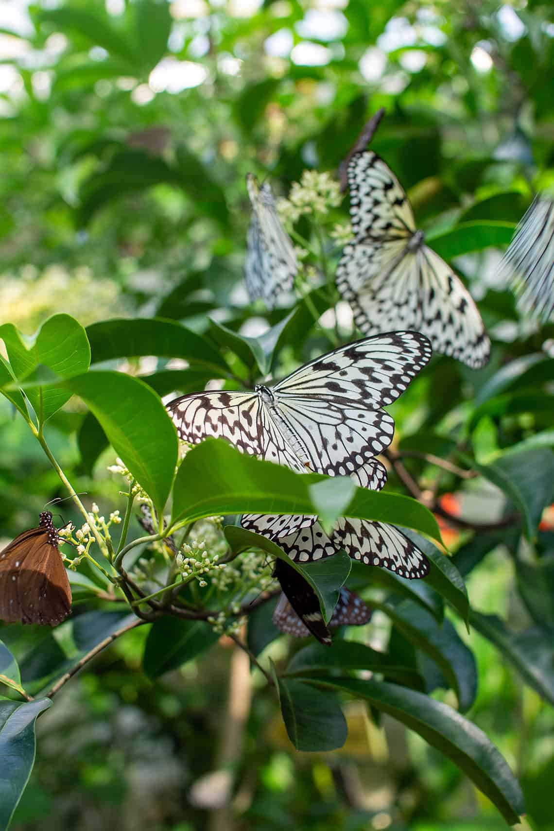 Entopia by Penang Butterfly Farm