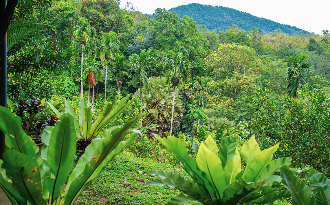 Penang Tropical Fruit Farm