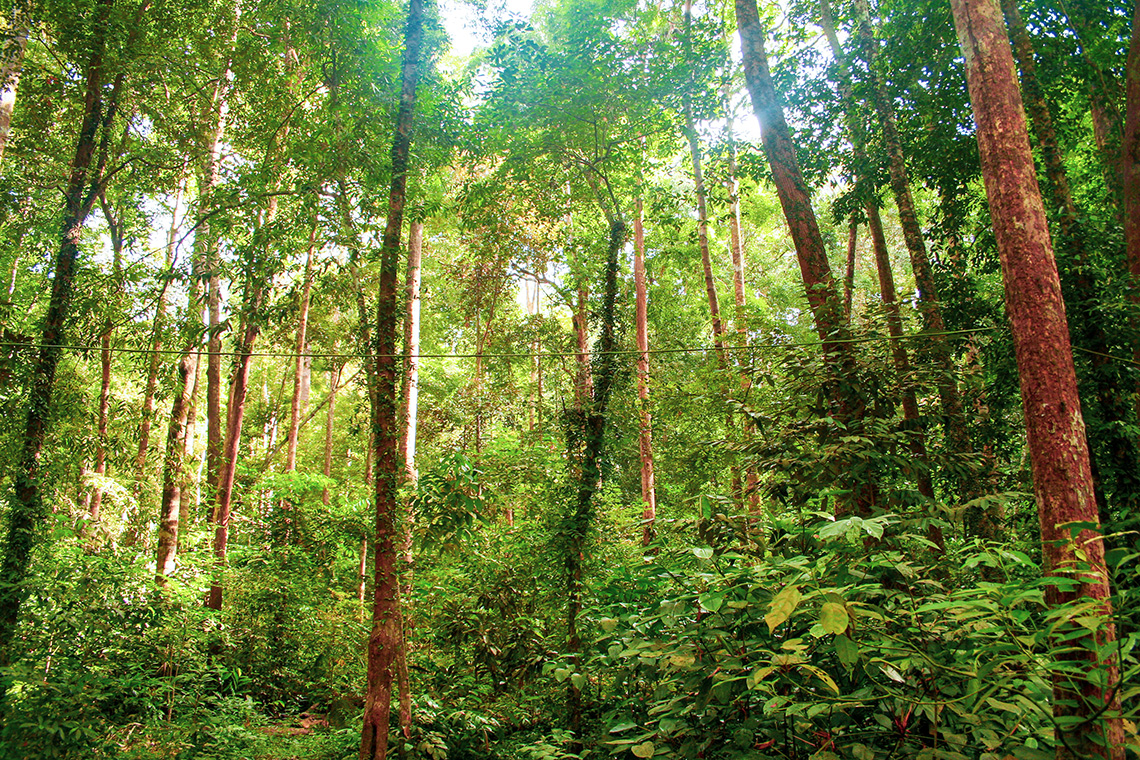 Gunung Ledang Nationaal Park