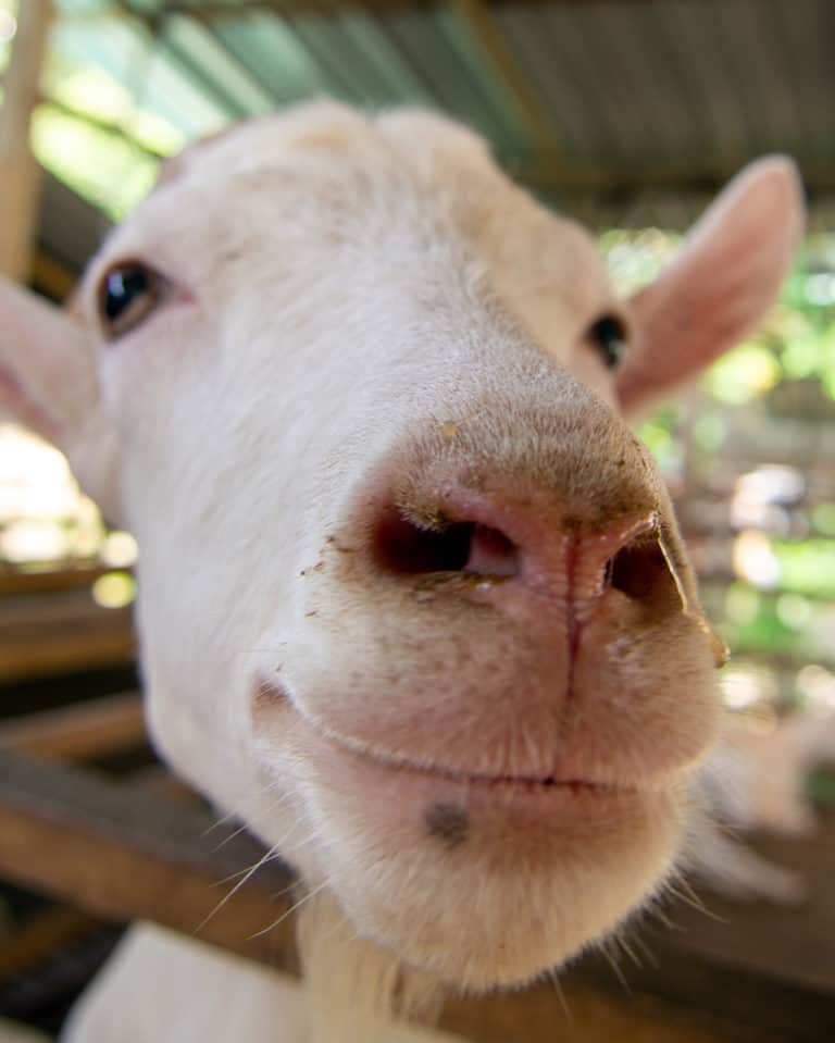 De Saanen Dairy geitenboerderij. Attractie aan de westzijde van Penang.