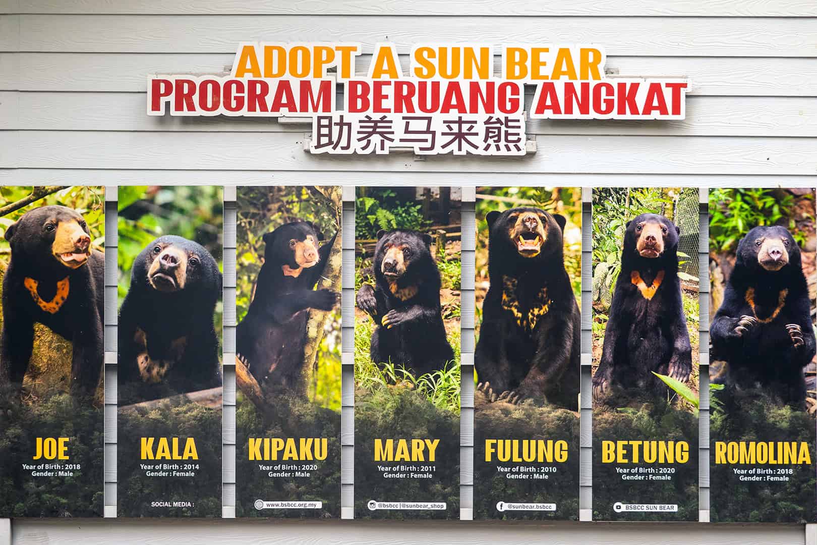 Sunbears at the Bornean Sun Bear Conservation Centre (BSBCC)