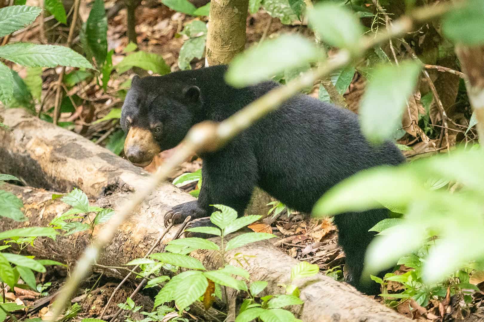 Sun Bears at the Bornean Sun Bear Conservation Centre (BSBCC)