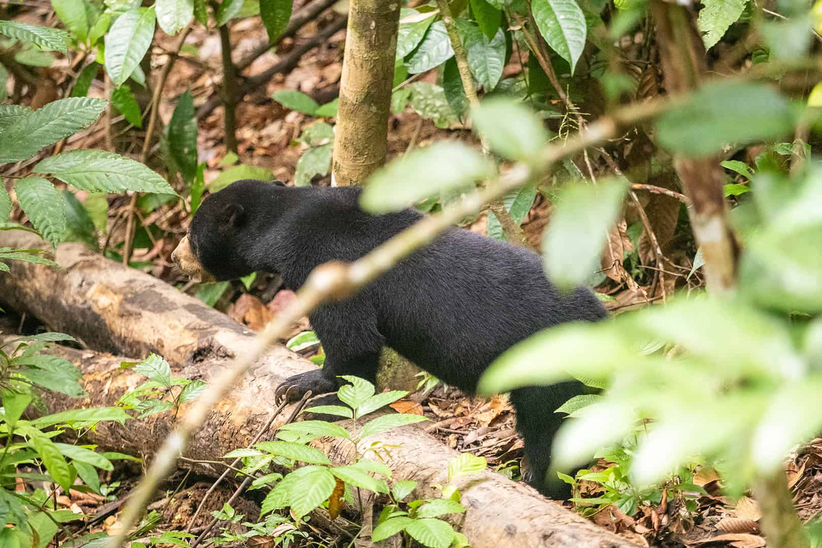 Sun Bear at the Bornean Sun Bear Conservation Centre (BSBCC)