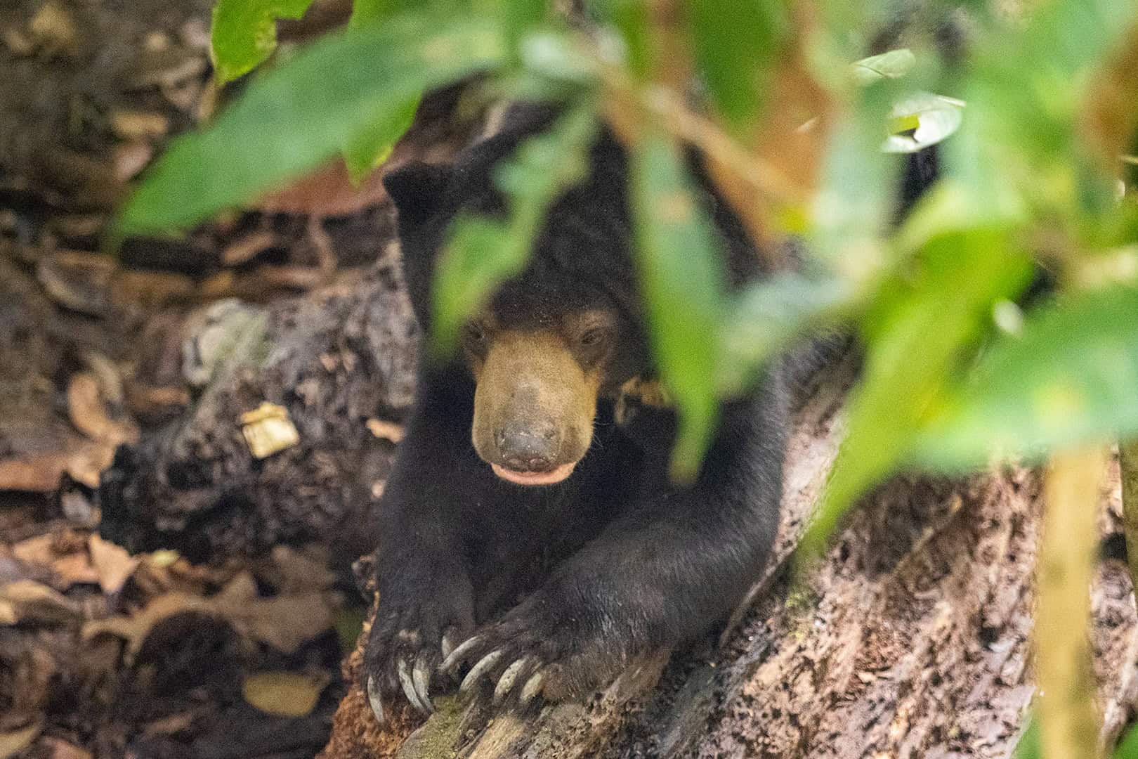 Sun Bear at the Bornean Sun Bear Conservation Centre (BSBCC)