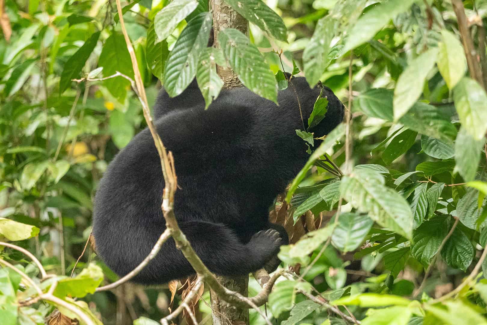 Sun Bear at the Bornean Sun Bear Conservation Centre (BSBCC)
