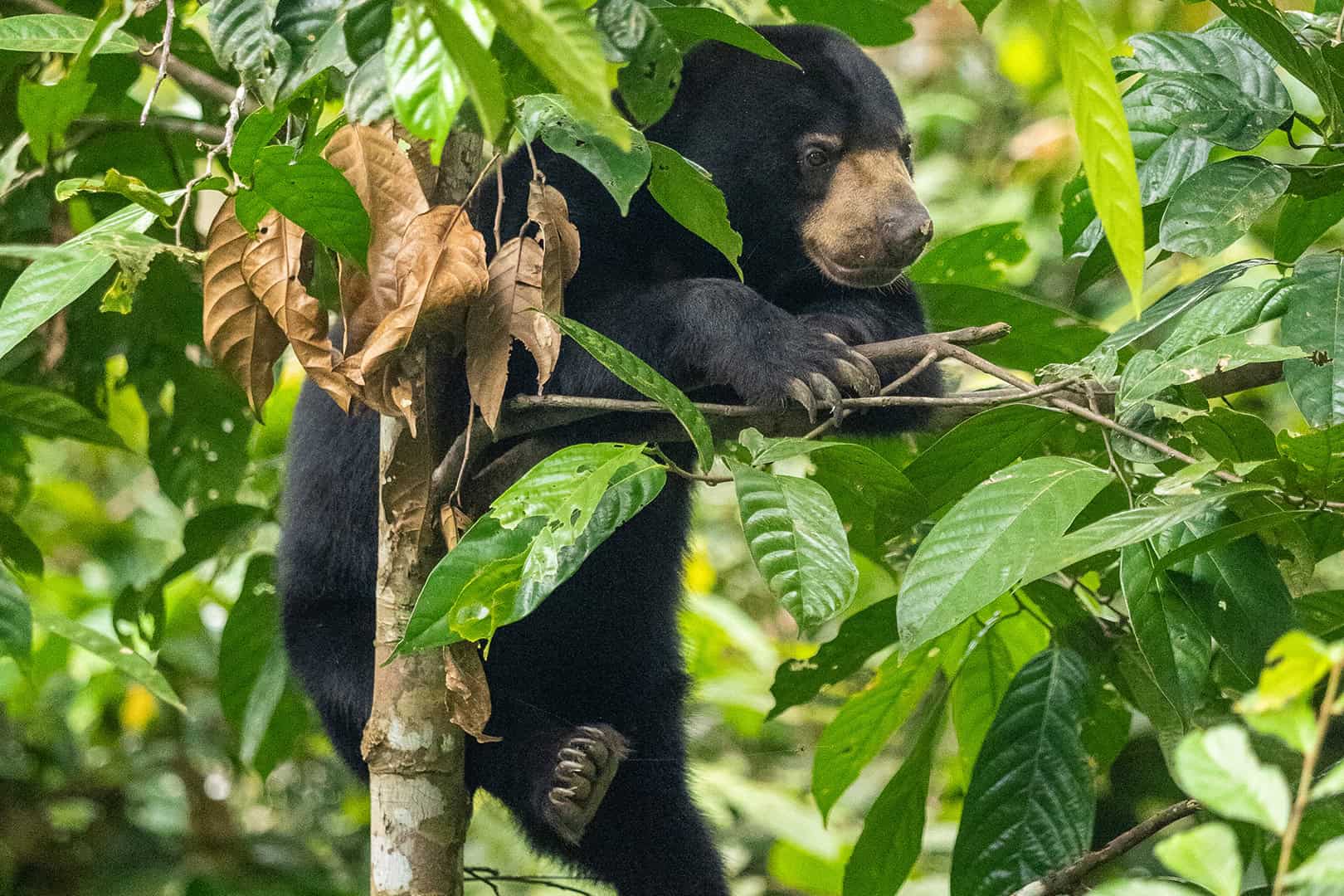Sun Bear in a tree at the Bornean Sun Bear Conservation Centre (BSBCC) in Sabah