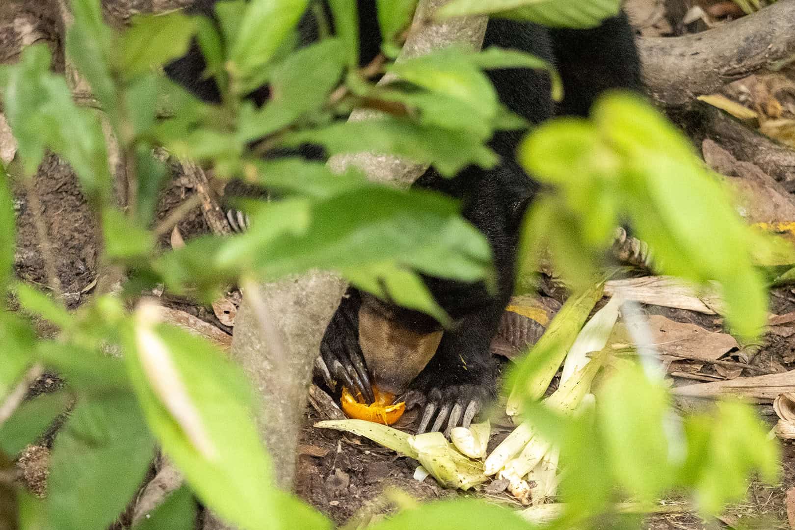 Sun Bear eating fruits