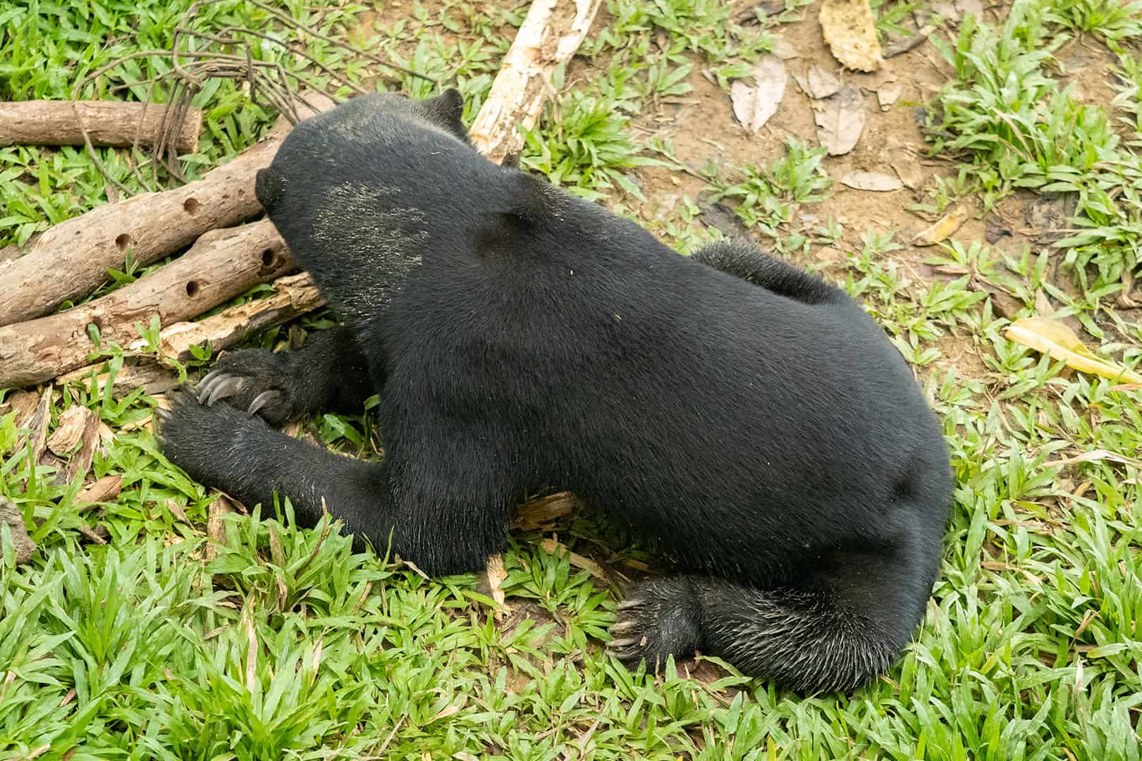Sun Bear at the Bornean Sun Bear Conservation Centre (BSBCC) in Sabah