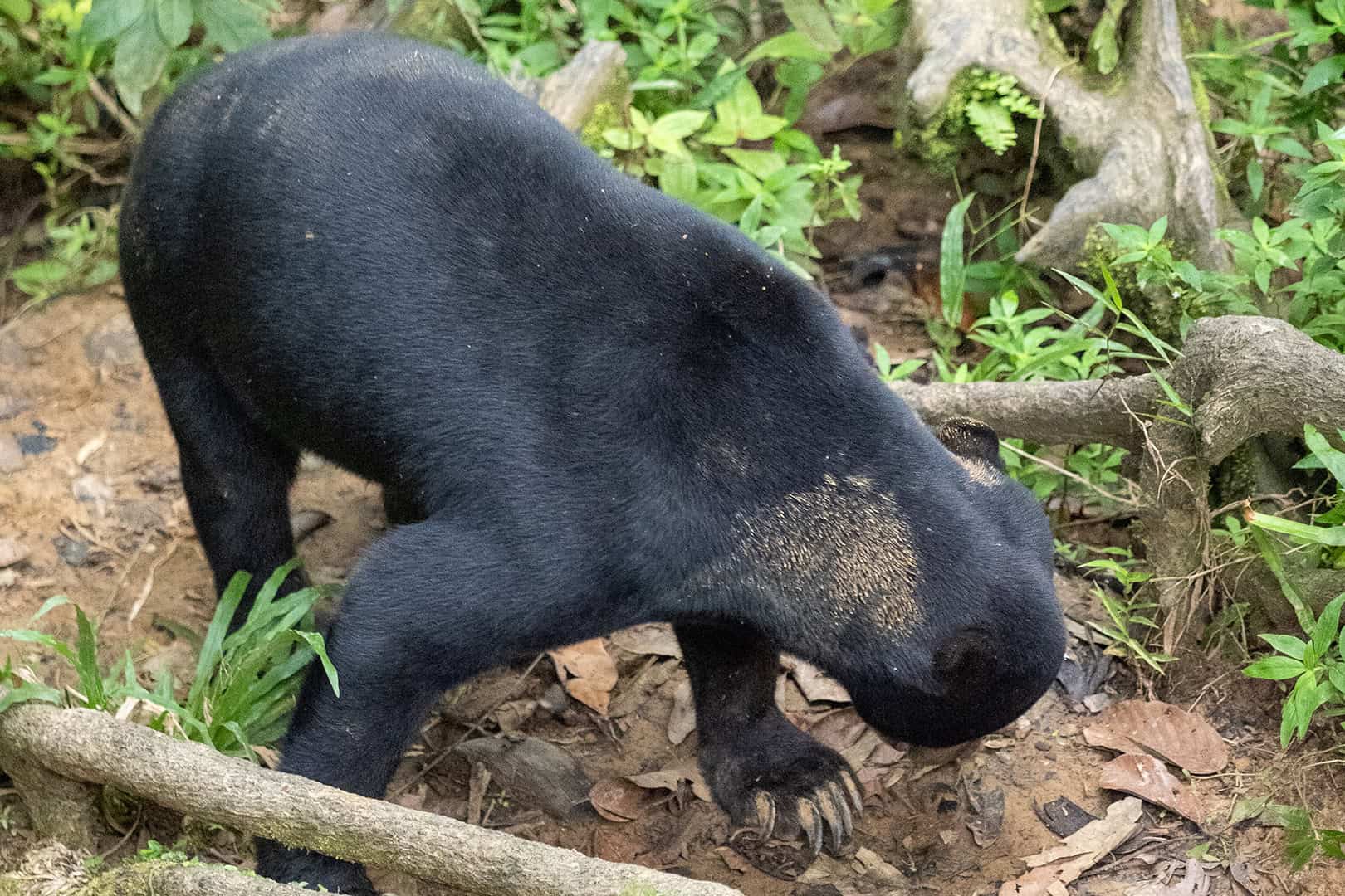 At the Bornean Sun Bear Conservation Centre (BSBCC) in Sabah