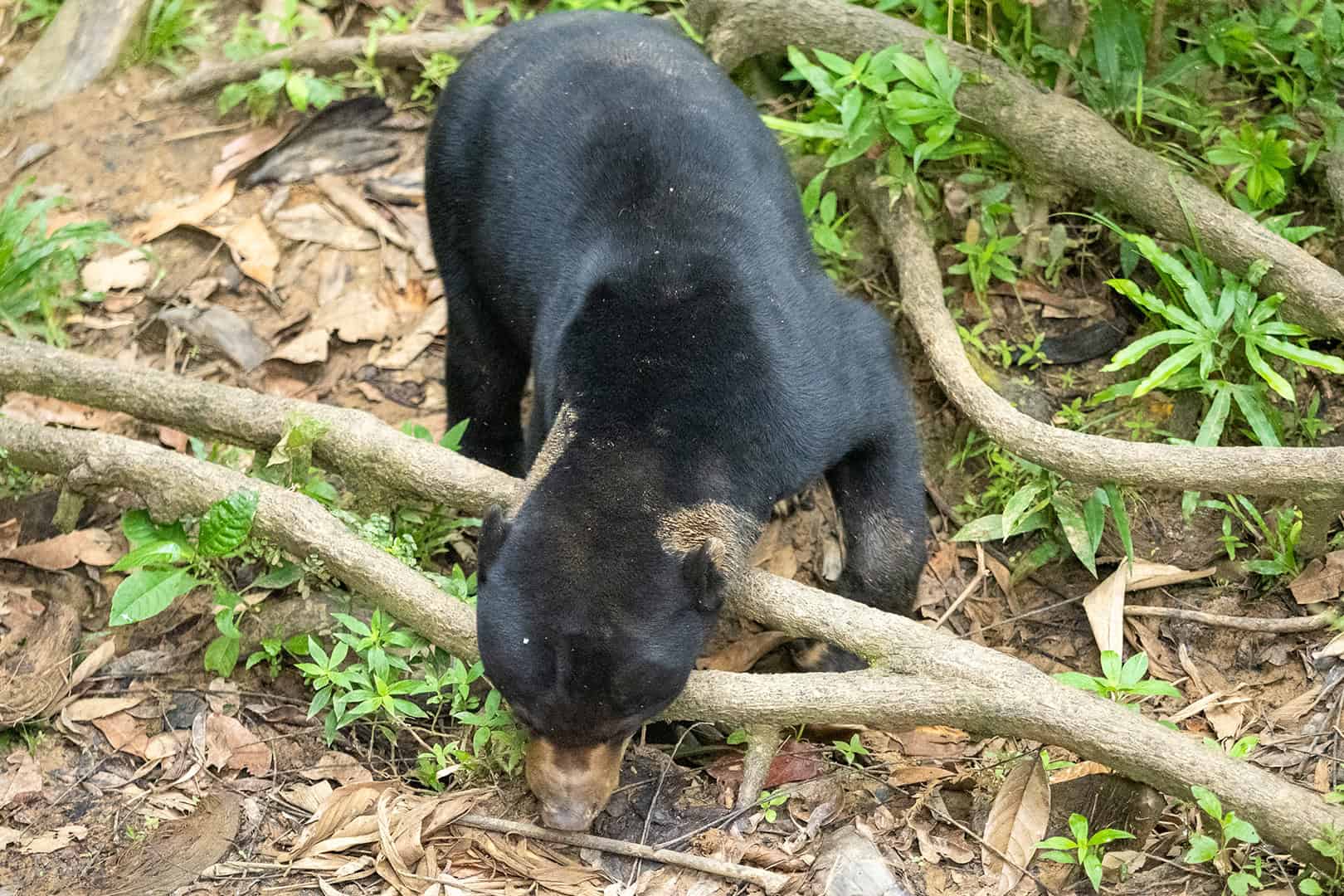 Sun Bear at the Bornean Sun Bear Conservation Centre (BSBCC) in Sabah