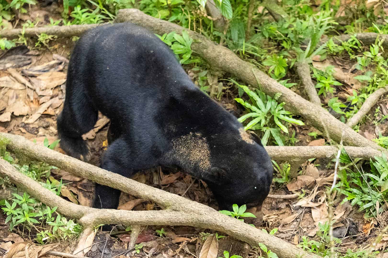 Honingbeer bij de Bornean Sun Bear Conservation Centre (BSBCC) in Sabah