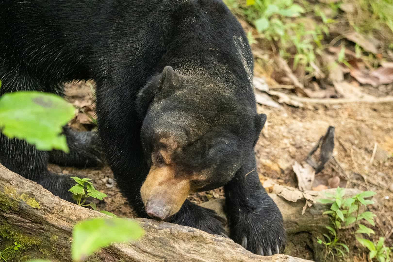 Honingbeer in Sabah, Maleisie