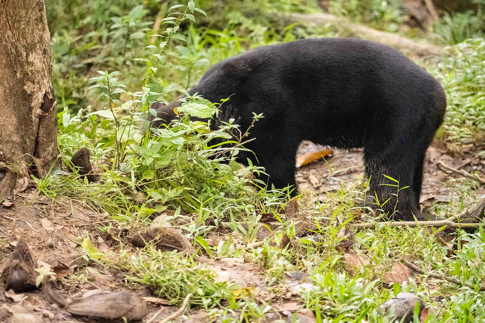 Zonnebeer in Sabah, Maleisie