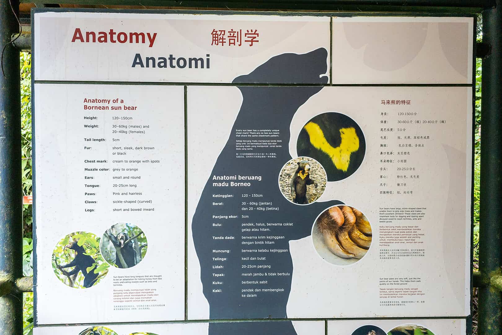 Bornean Sun Bear Conservation Centre (BSBCC)