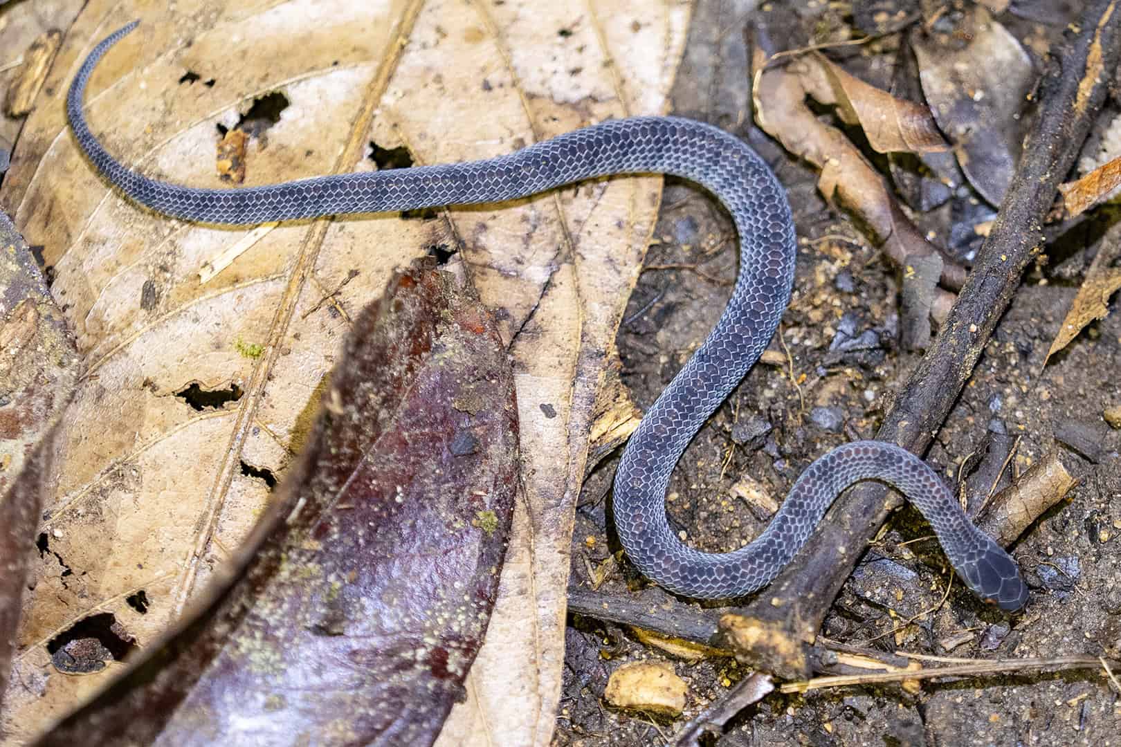 Slang gespot in Kinabalu National Park