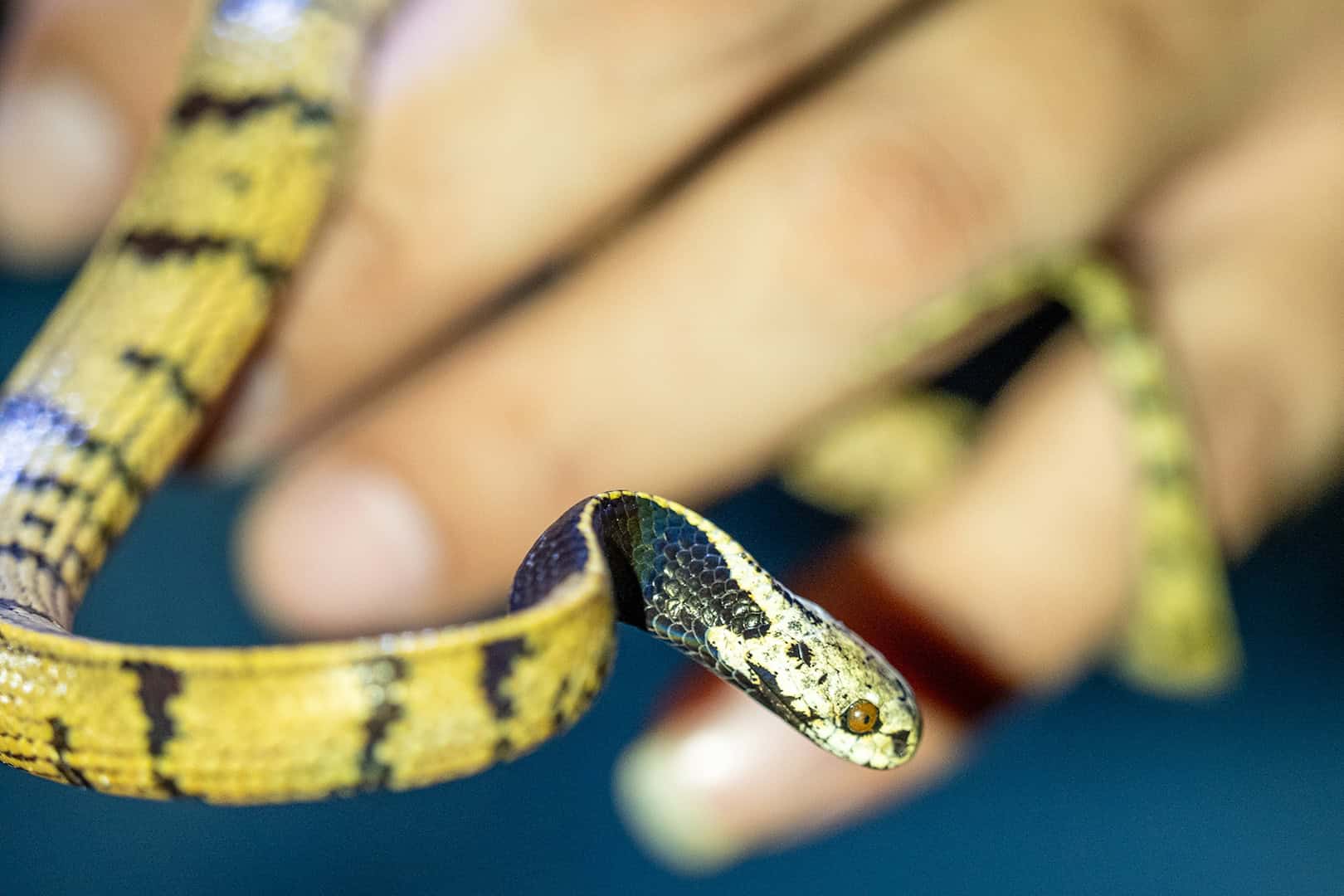 Niet-giftige slang in Kinabalu National Park