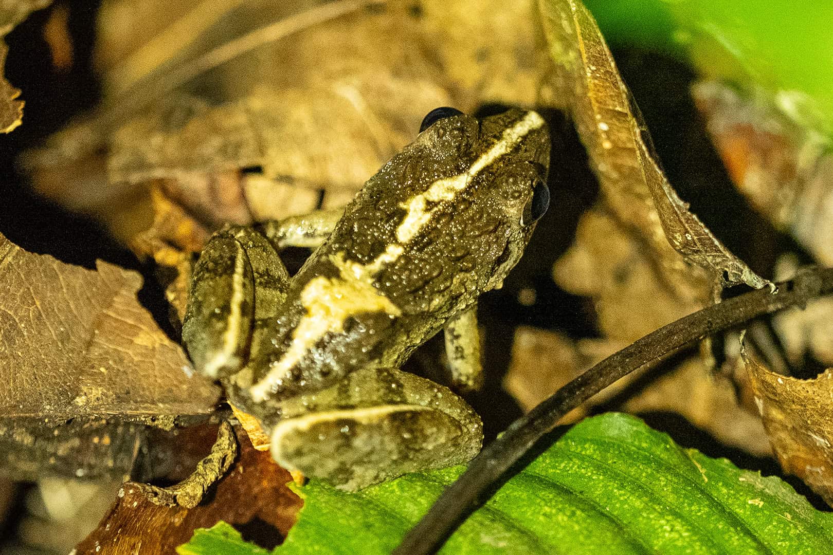 Zeldzame kikker in Kinabalu National Park