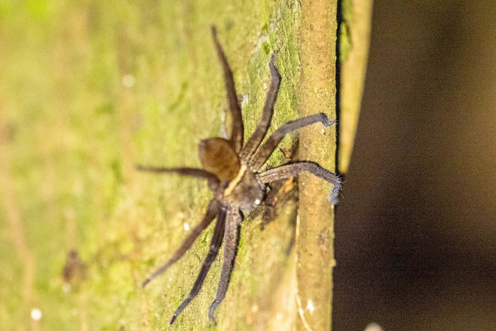 Spin op een boom in Kinabalu National Park