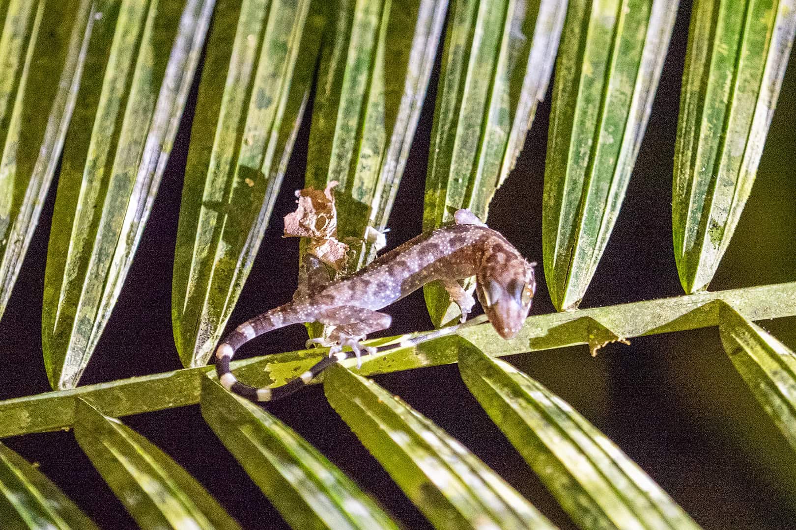 Kleine hagedis in Kinabalu National Park