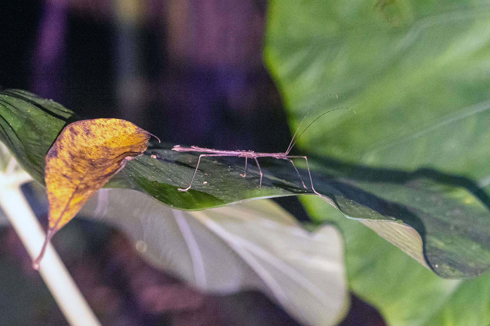 Kleine wandelende tak in Kinabalu National Park