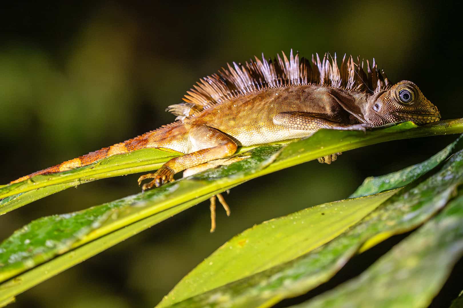 Schitterende leguaan-soort in Kinabalu National Park