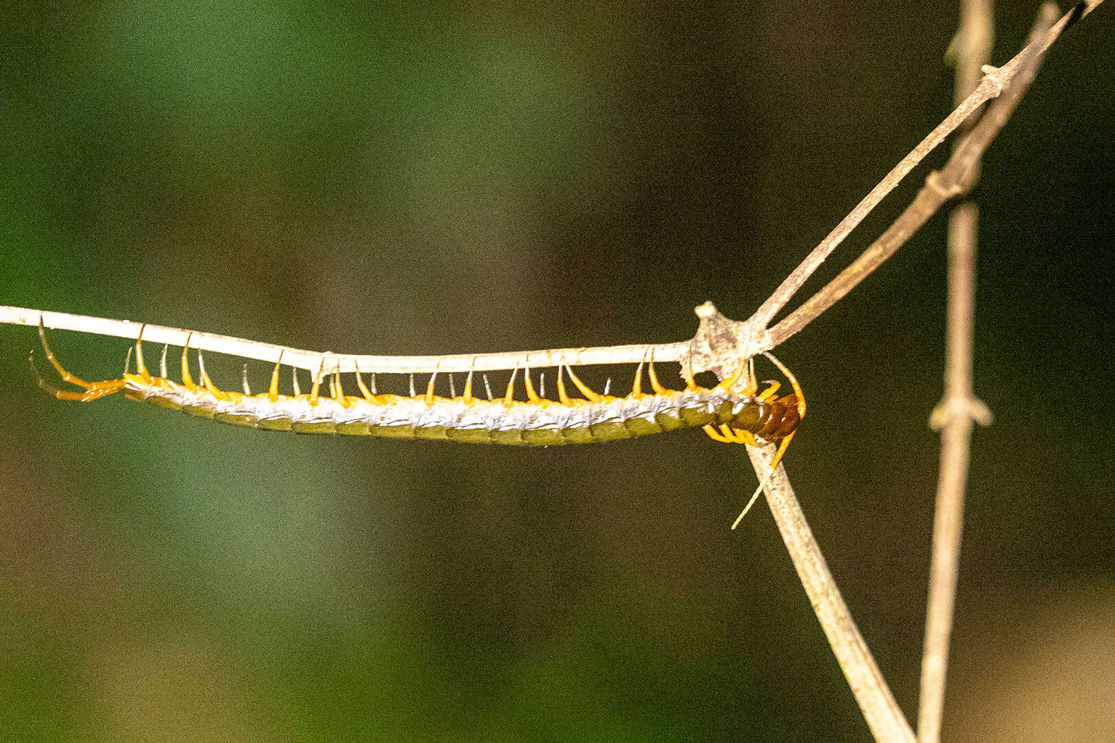 Kleine millepede in Kinabalu National Park