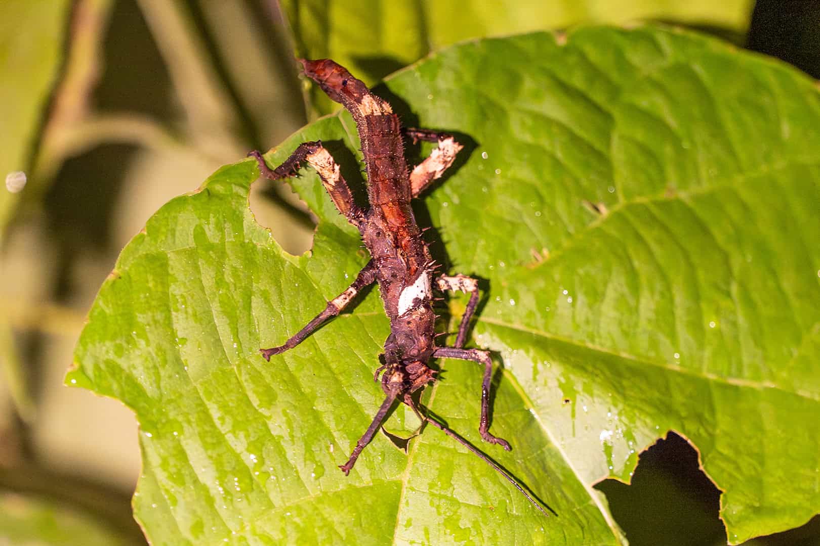 Insecten in Kinabalu National Park