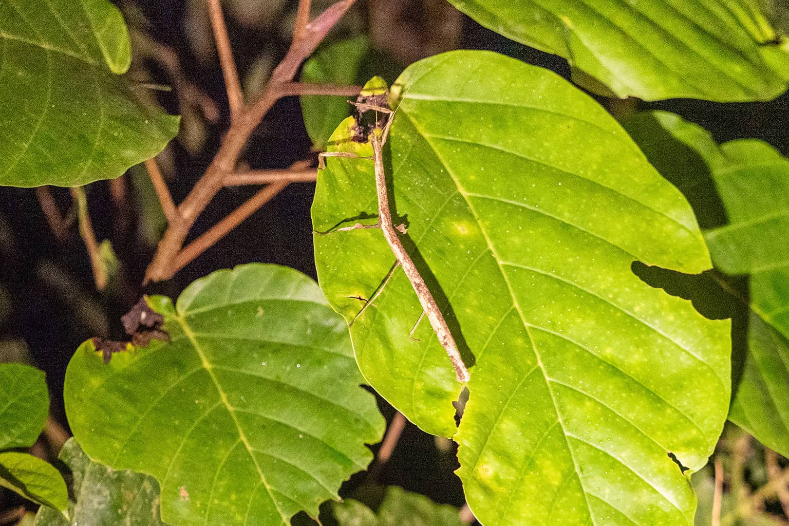 Een wandelende tak in Kinabalu National Park