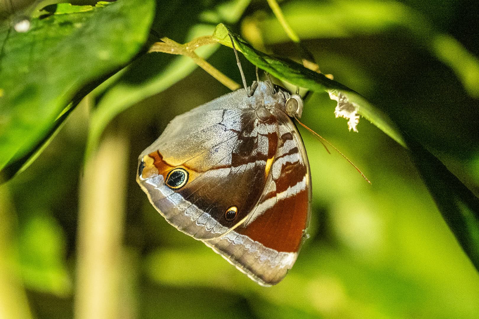 Vlinders in Kinabalu National Park