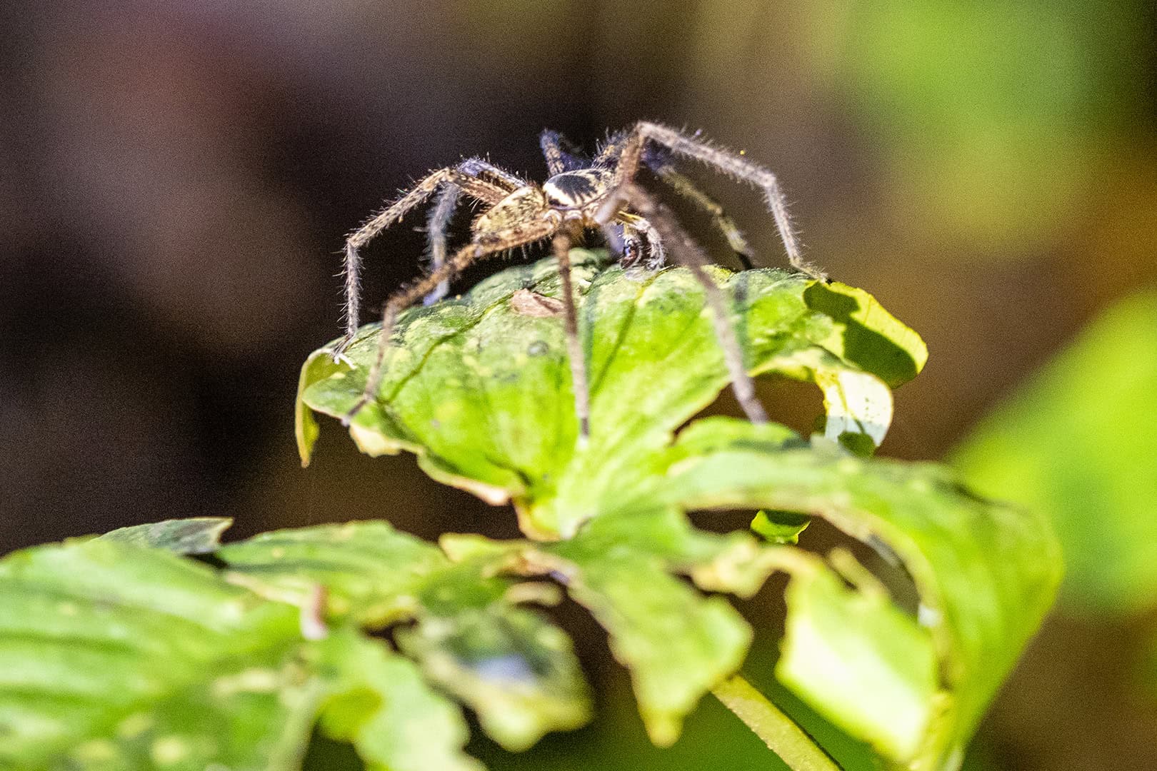 Kleine spin in Kinabalu National Park