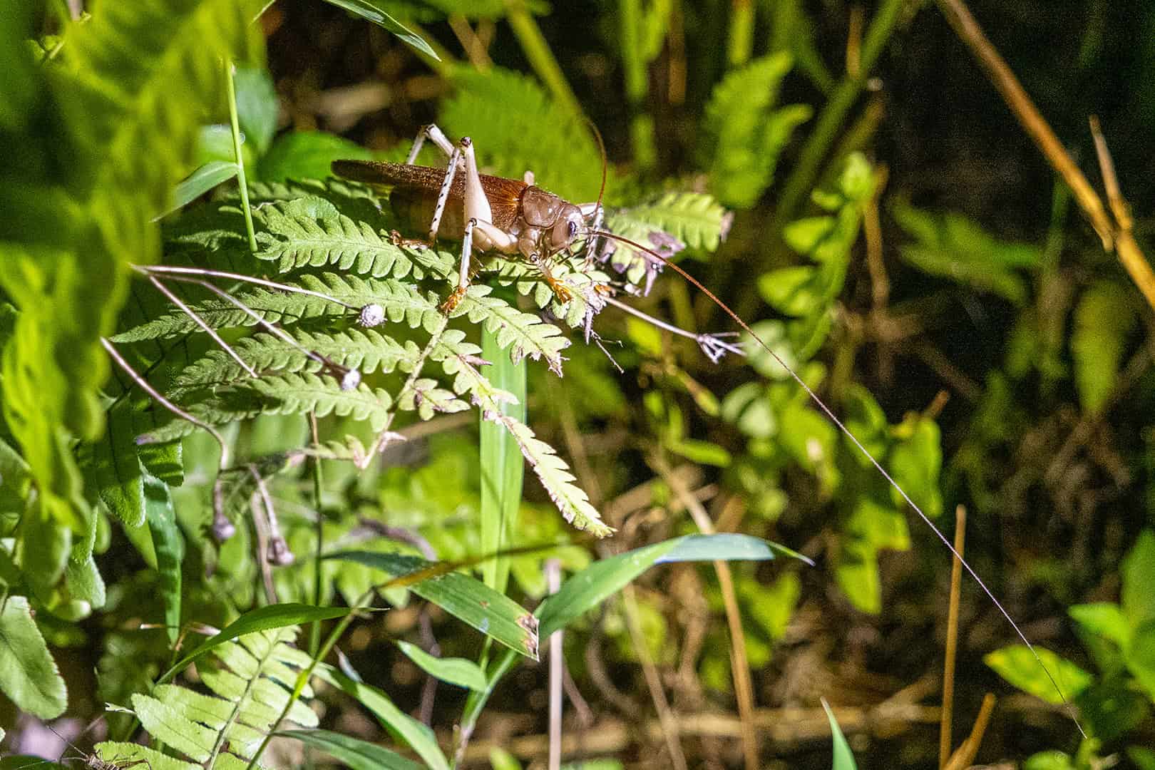 Sprinkhaan in Kinabalu National Park