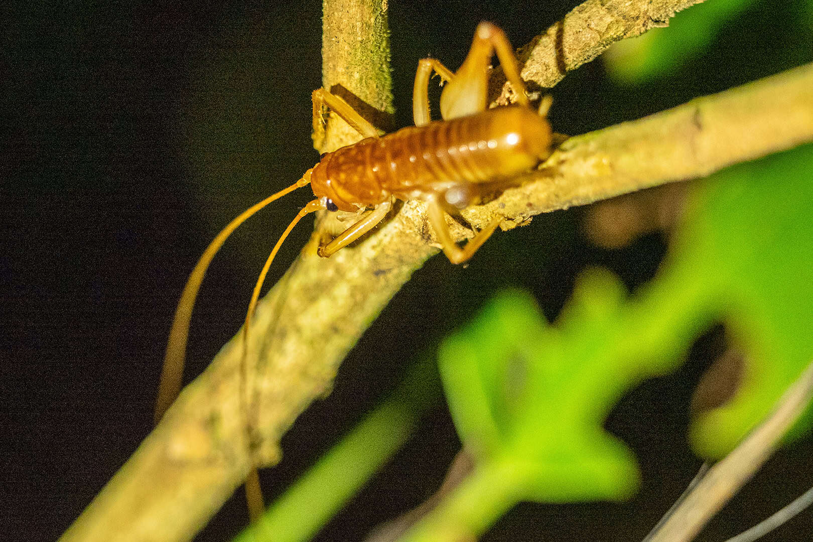 Insecten in Kinabalu National Park