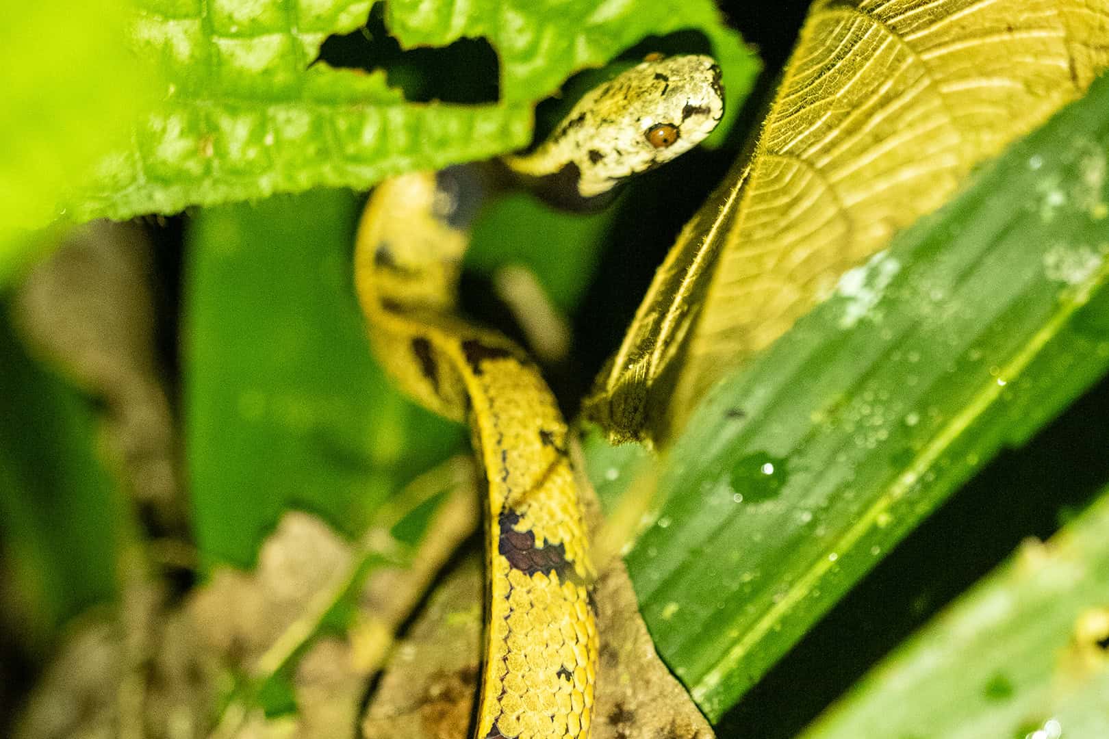 Slang in Kinabalu National Park