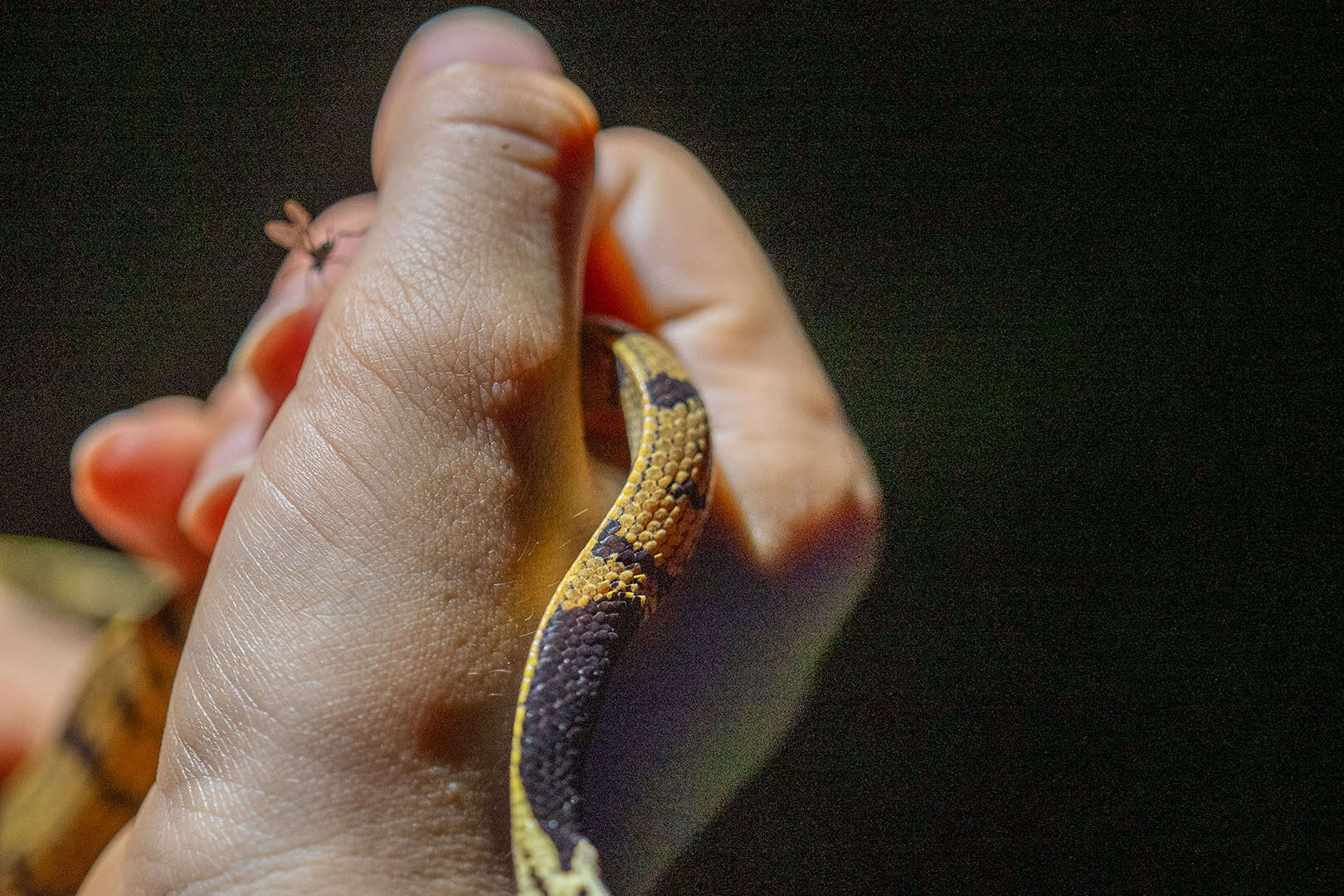 Kleine niet-giftige slang in Kinabalu National Park