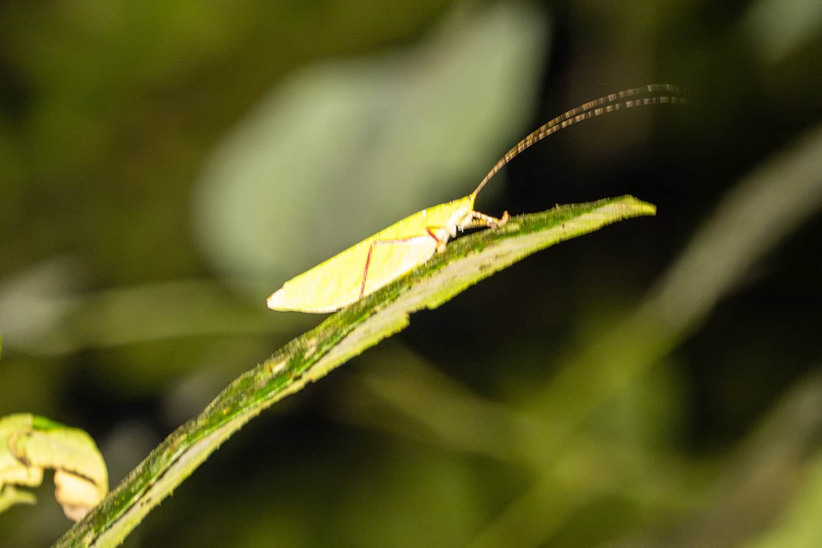 Sprinkhaan in Kinabalu National Park