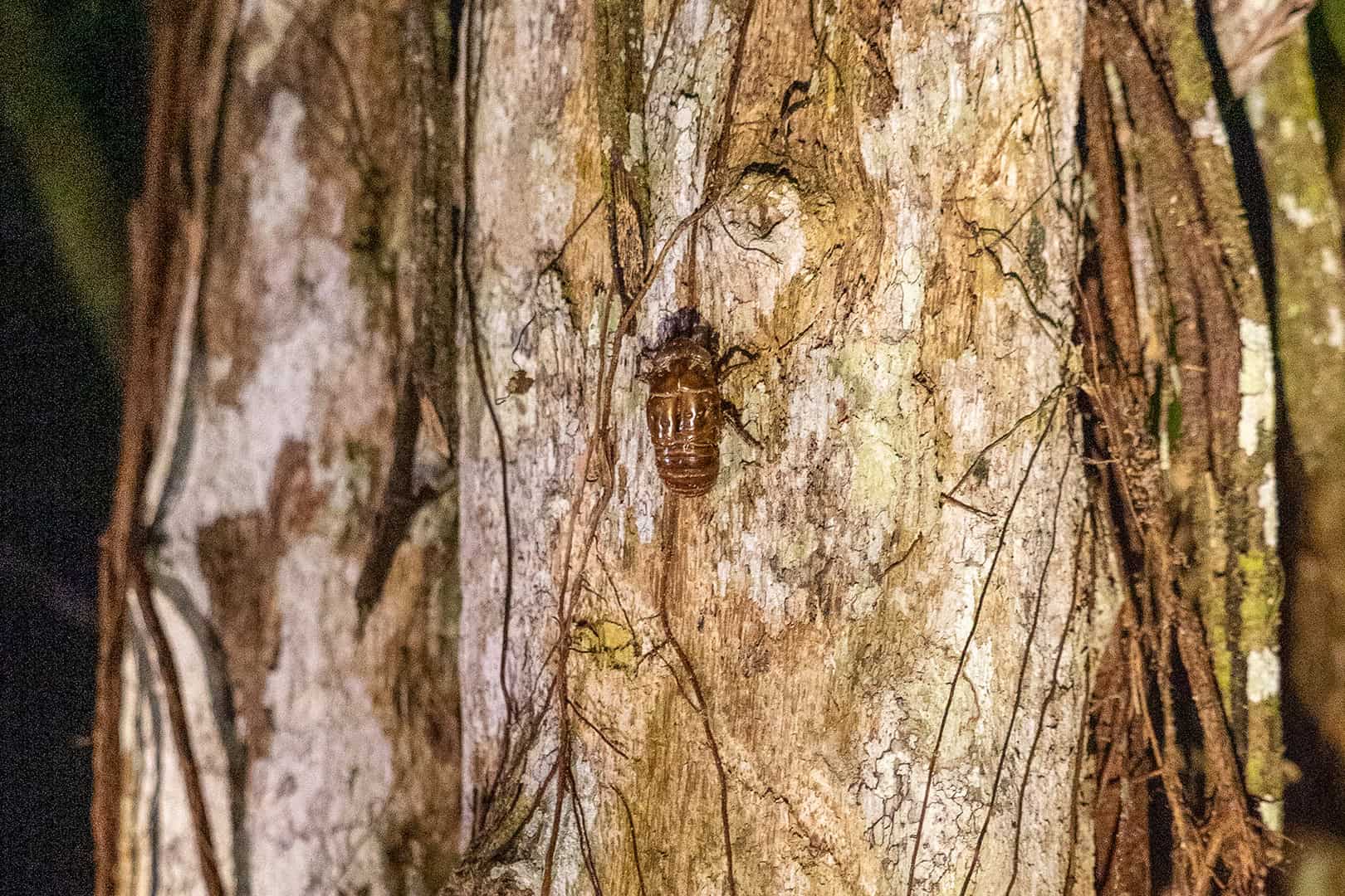 Tor op een boom in Kinabalu National Park