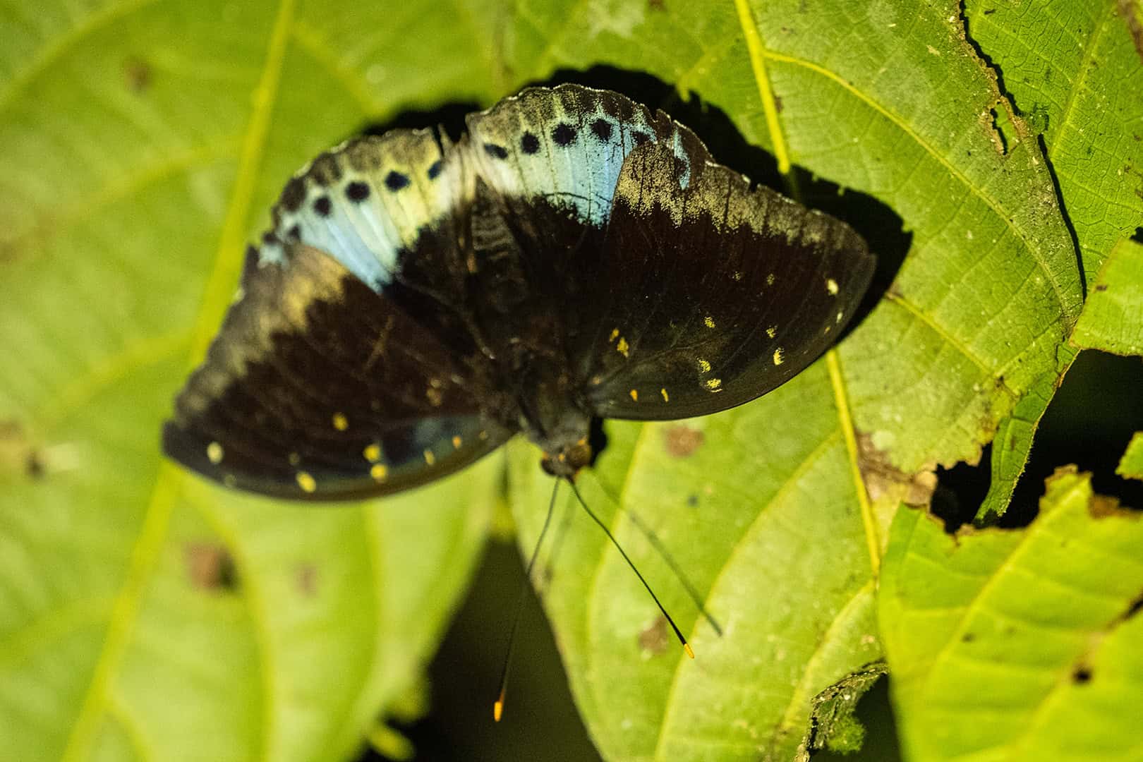 Vlinder in Kinabalu National Park